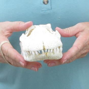 9" Alligator Skull 