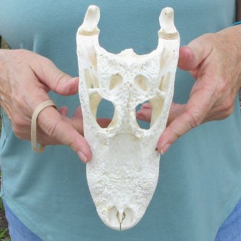 9" Alligator Skull 