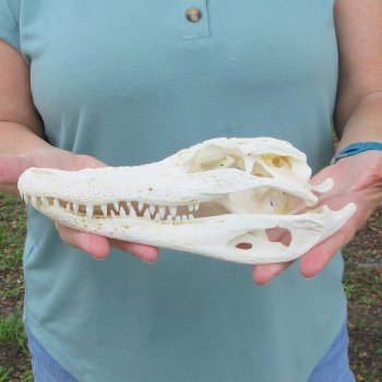 9" Alligator Skull 