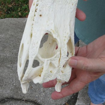 9" Alligator Skull 