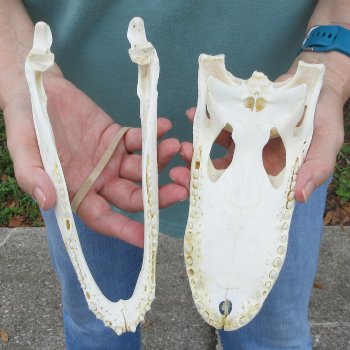 9" Alligator Skull 