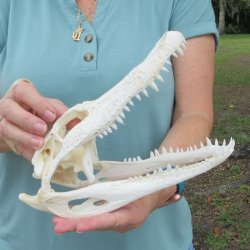 10" Alligator ...