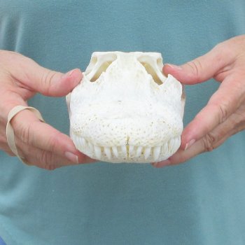 10" Alligator Skull 