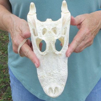 10" Alligator Skull 