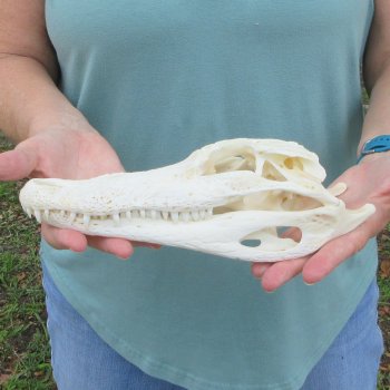 10" Alligator Skull 