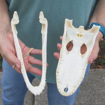10" Alligator Skull 
