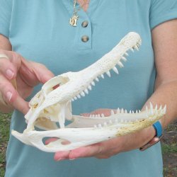 8-1/2" B-Grade Alligator Skull 