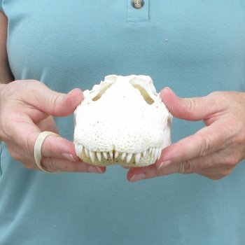 8-1/2" B-Grade Alligator Skull 
