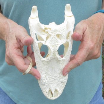 8-1/2" B-Grade Alligator Skull 