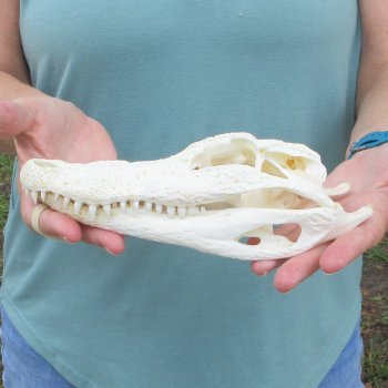 8-1/2" B-Grade Alligator Skull 