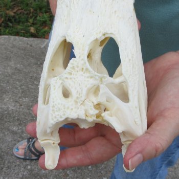8-1/2" B-Grade Alligator Skull 