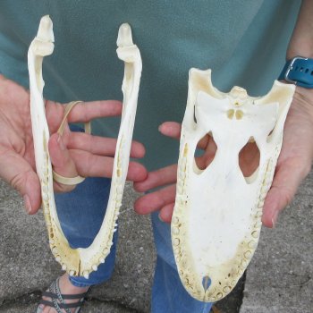 8-1/2" B-Grade Alligator Skull 