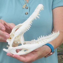 8-1/2" B-Grade Alligator Skull 
