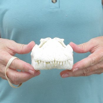 8-1/2" B-Grade Alligator Skull 