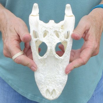 8-1/2" B-Grade Alligator Skull 