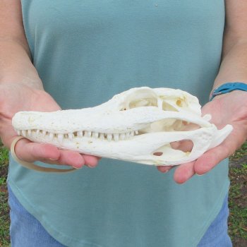 8-1/2" B-Grade Alligator Skull 