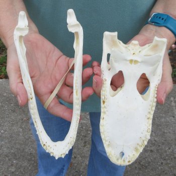 8-1/2" B-Grade Alligator Skull 