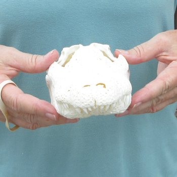 9-3/4" Alligator Skull 