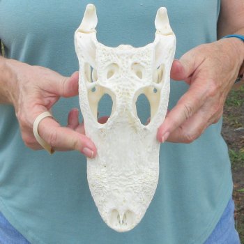 9-3/4" Alligator Skull 