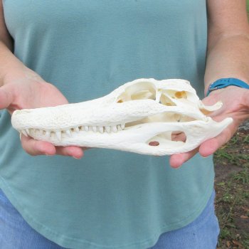 9-3/4" Alligator Skull 