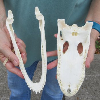 9-3/4" Alligator Skull 