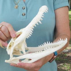 9-1/2" B-Grade Alligator Skull 