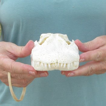 9-1/2" B-Grade Alligator Skull 