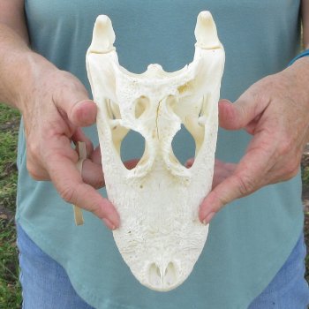 9-1/2" B-Grade Alligator Skull 