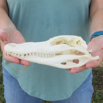 9-1/2" B-Grade Alligator Skull 