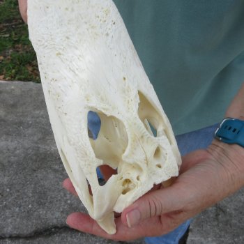 9-1/2" B-Grade Alligator Skull 