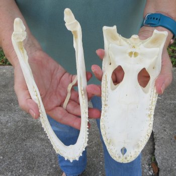 9-1/2" B-Grade Alligator Skull 
