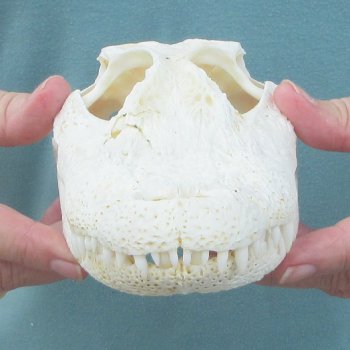 9-1/2" Alligator Skull 