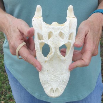 9-1/2" Alligator Skull 