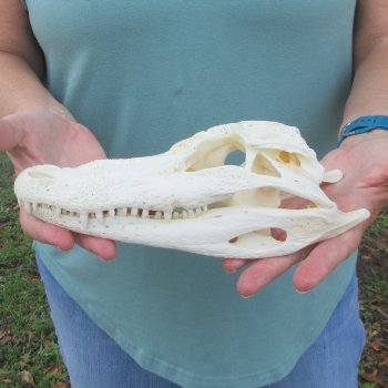 9-1/2" Alligator Skull 
