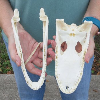 9-1/2" Alligator Skull 