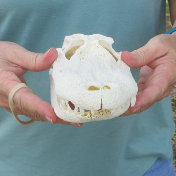 9-3/4" Alligator Skull 
