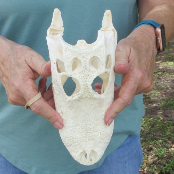9-3/4" Alligator Skull 
