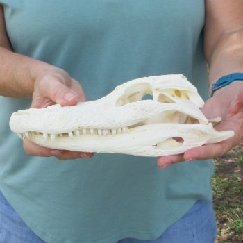 9-3/4" Alligator Skull 