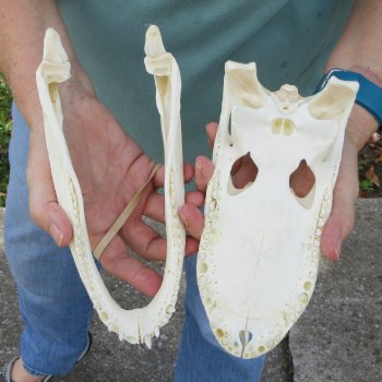 9-3/4" Alligator Skull 