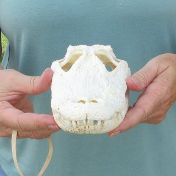 9-1/2" Alligator Skull 