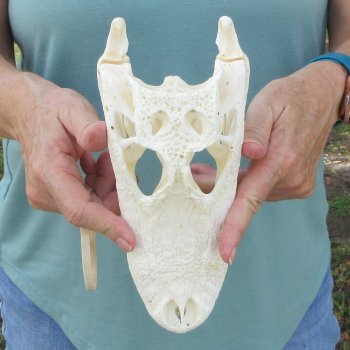 9-1/2" Alligator Skull 