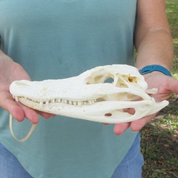 9-1/2" Alligator Skull 