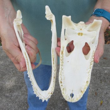 9-1/2" Alligator Skull 
