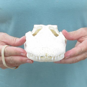 9-3/4" Alligator Skull 