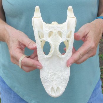 9-3/4" Alligator Skull 