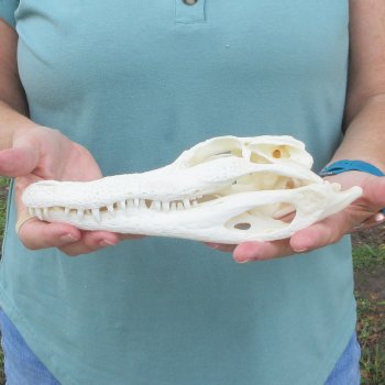 9-3/4" Alligator Skull 