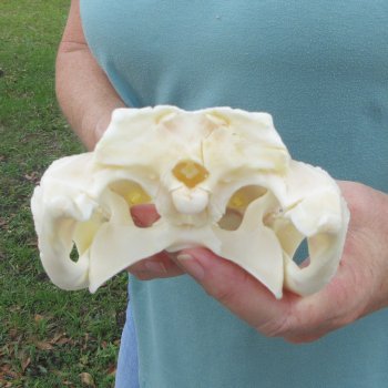 9-3/4" Alligator Skull 