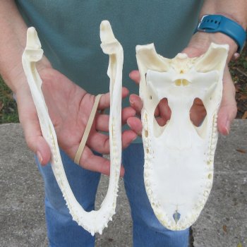 9-3/4" Alligator Skull 