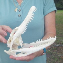 10" Alligator ...