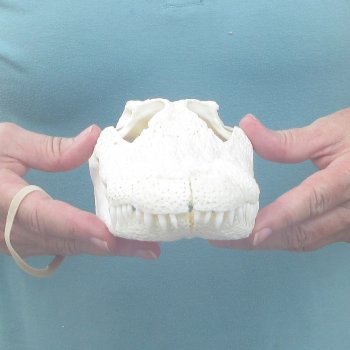 10" Alligator Skull 